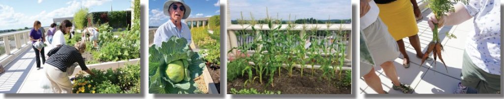 Gardeners at Community Health Center, Inc. Urban Greenhouse 